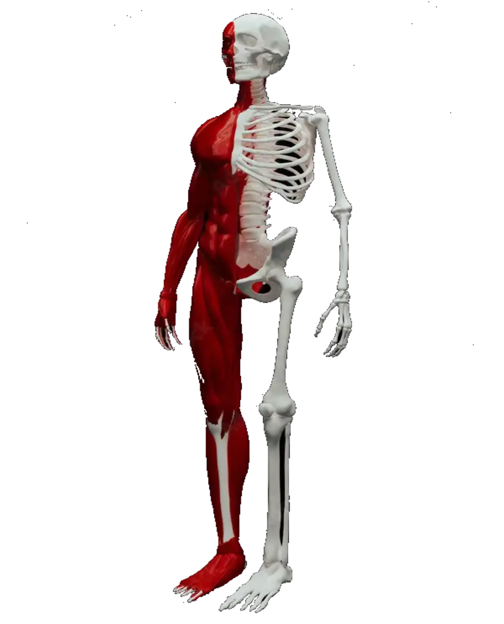 Skeleton Image