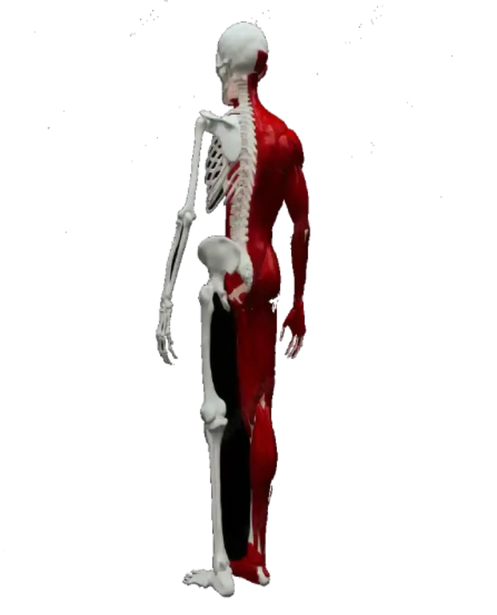 Skeleton Image